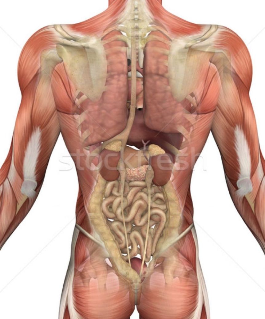 anatomy of organs back view