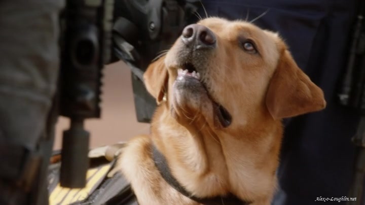 Hawaii Five-O Staffel 8 Folge 2 (3) 5304